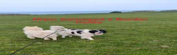 Mixed Breed dogs for sale: 5 gorgeous rare Samollie puppies  - Advert 2