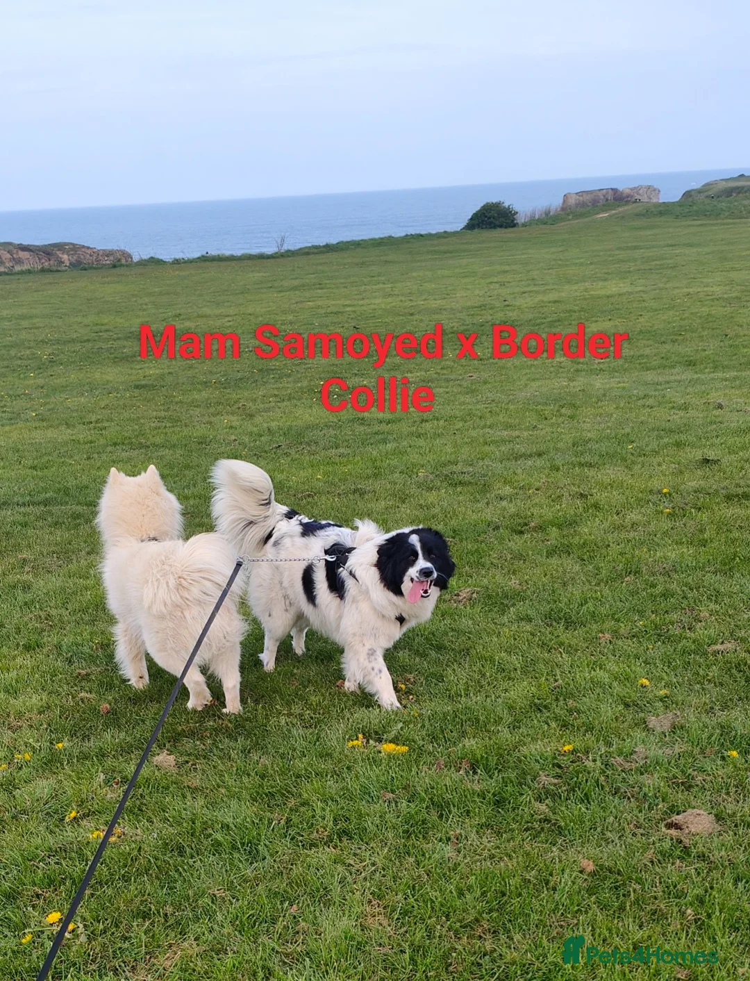 Mixed Breed dogs for sale: 5 gorgeous rare Samollie puppies  - Advert 2