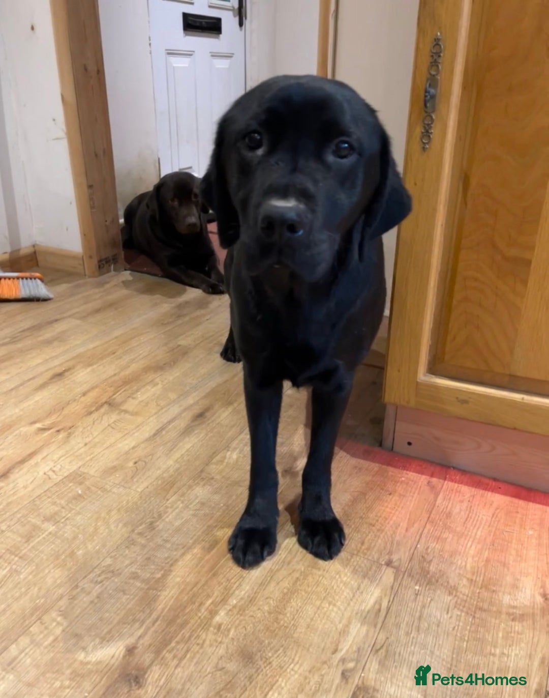 Labrador Retriever dogs for sale: 🌟 Fully vaccinated Chunky pedigree Labradors 🌟  - Advert 13