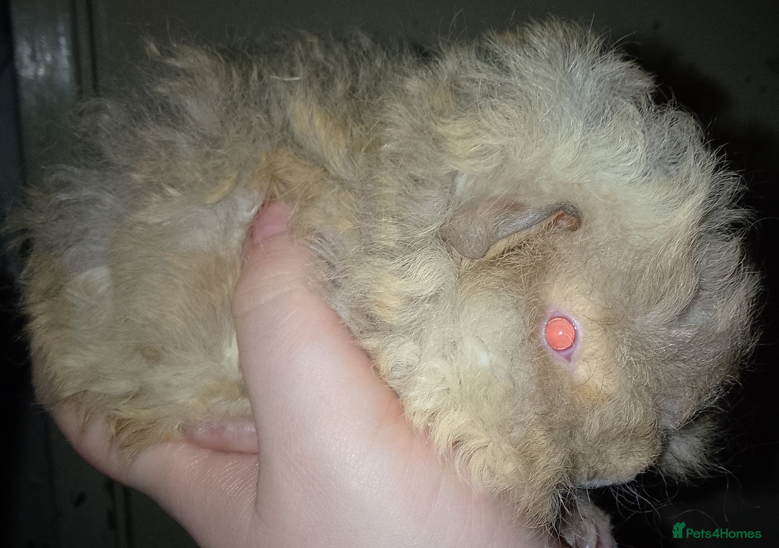 Guinea Pig rodents I have lovely yark x lunkarya boar for sale  - Advert 1