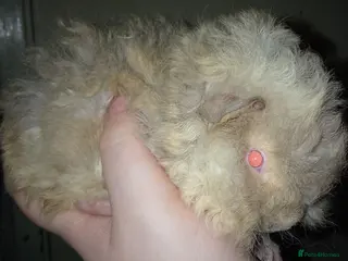 Guinea Pig rodents I have lovely yark x lunkarya boar for sale - Advert 1