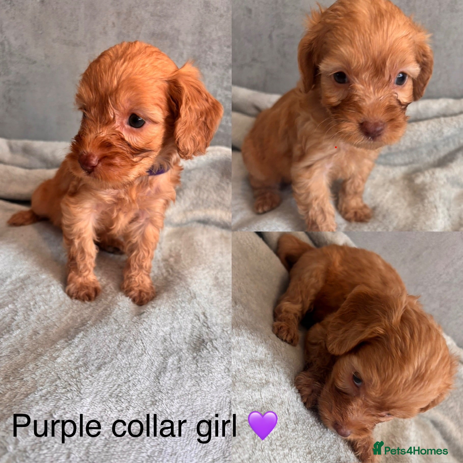 Cockapoo dogs beautiful miniature cockapoo puppies for sale - Advert 16