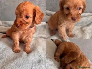 Cockapoo dogs beautiful miniature cockapoo puppies for sale - Advert 18