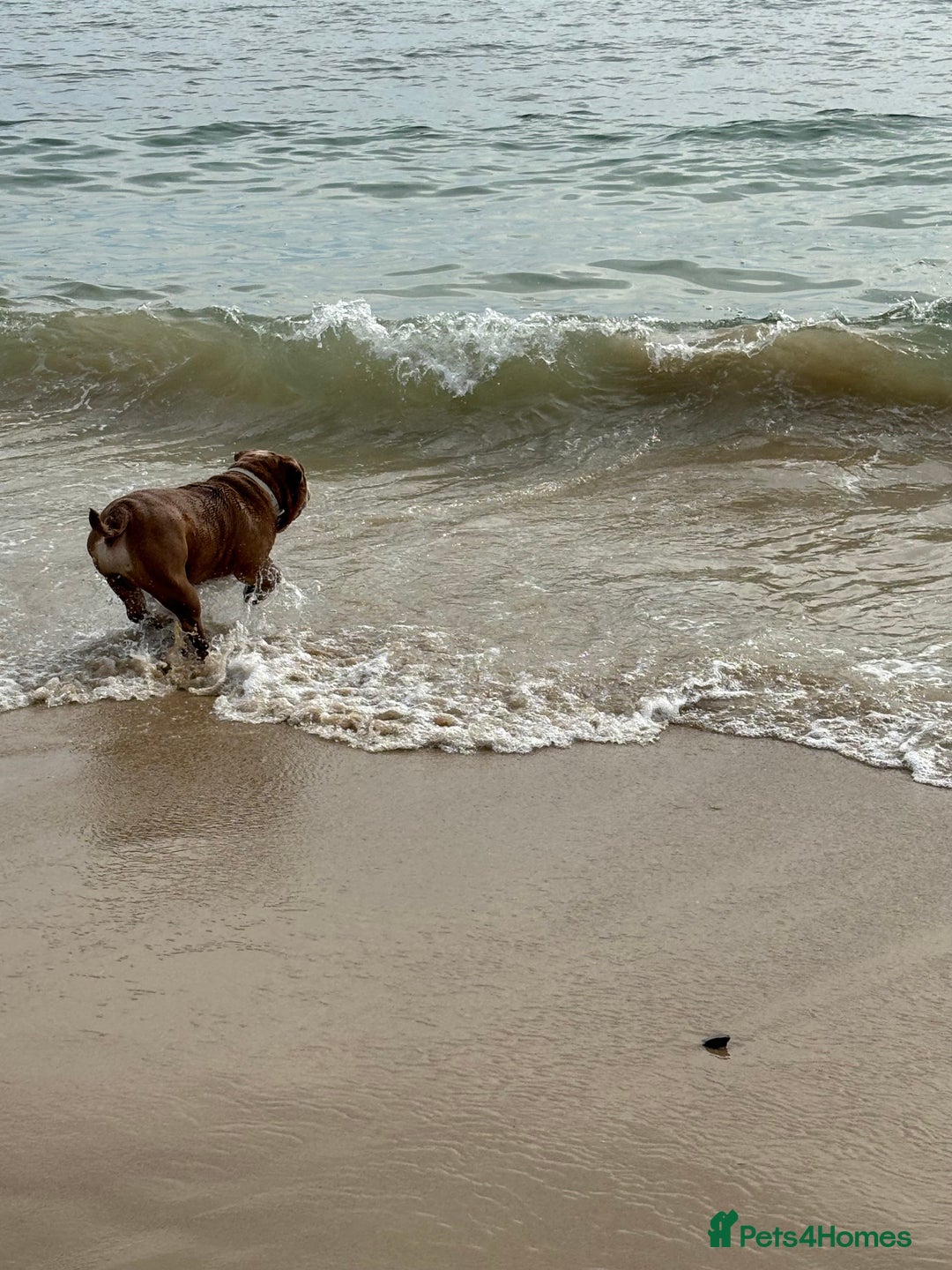 English Bulldog dogs for sale: Beautiful chunky English bulldog 3 yrs old  - Image 4