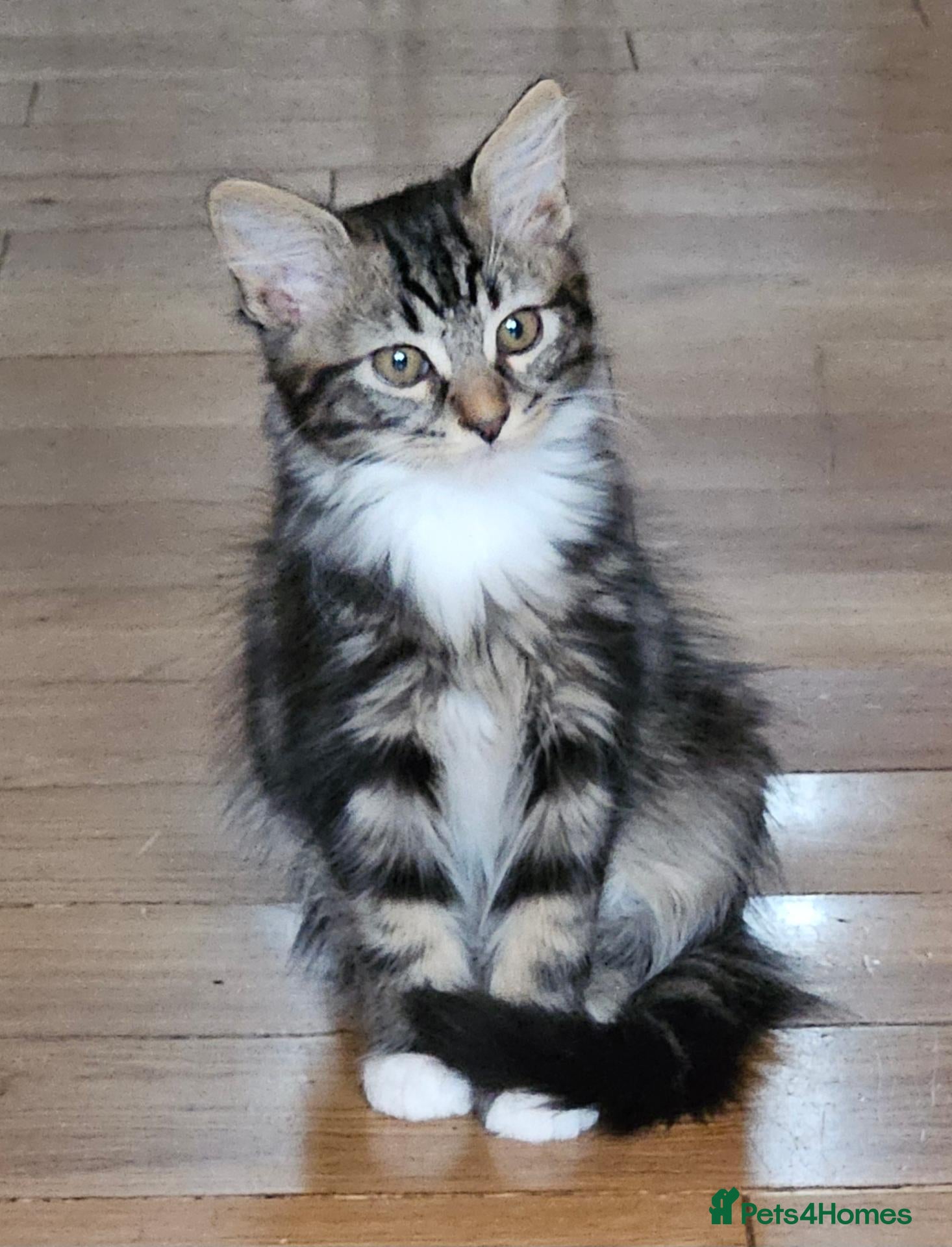 Mixed Breed cats Little cute kittens with big personality 😍 - Advert 6