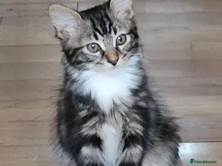 Mixed Breed cats Little cute kittens with big personality 😍 - Advert 1