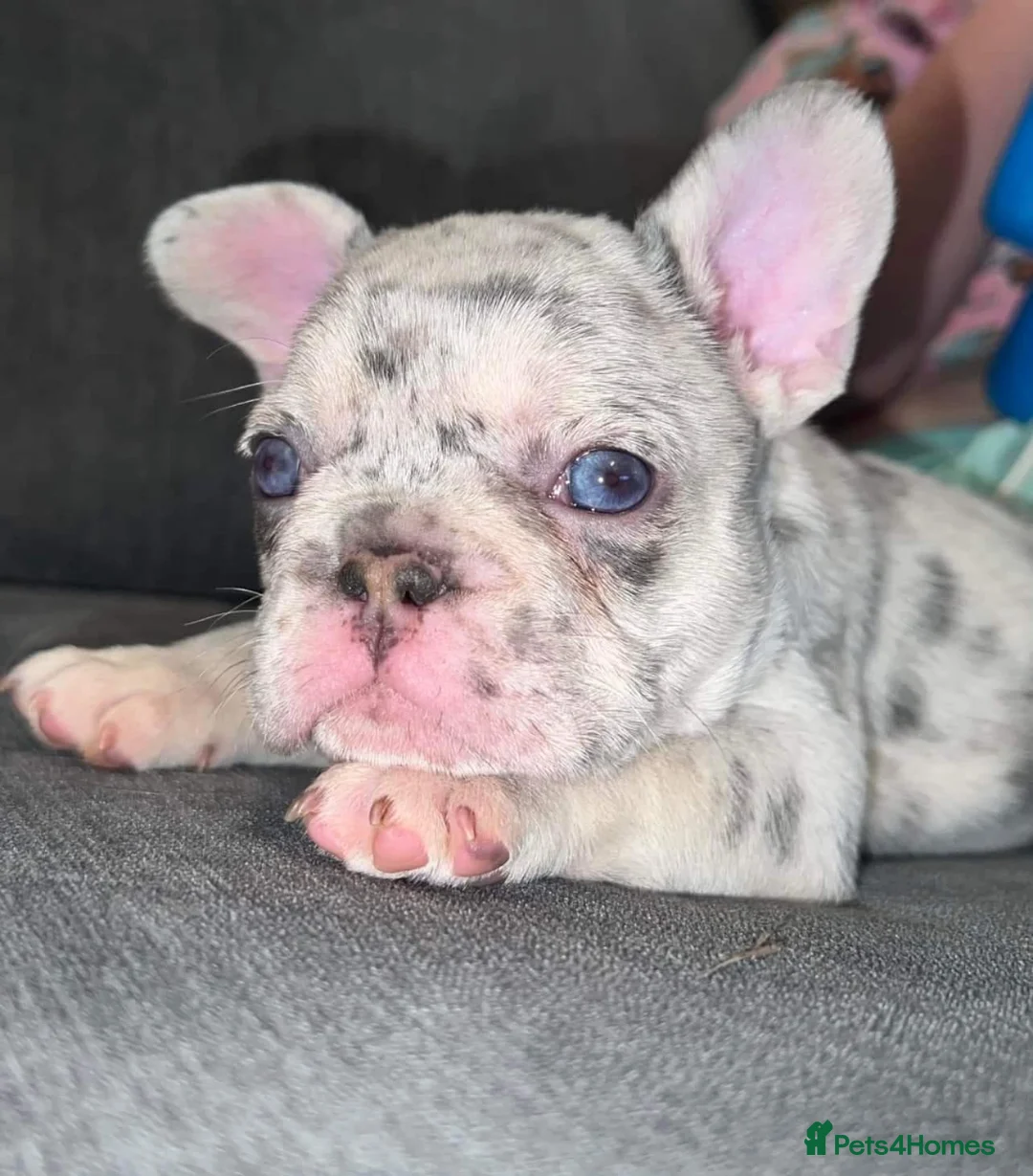 French Bulldog dogs for stud: Lilac tan merle in Sheffield - Advert 19