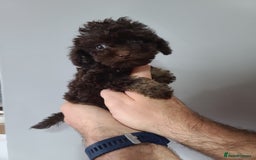 Cavapoo dogs for sale: *VIDEOS* F1b Cavapoos. Chocolate & Tan. DNA tested - Image 17