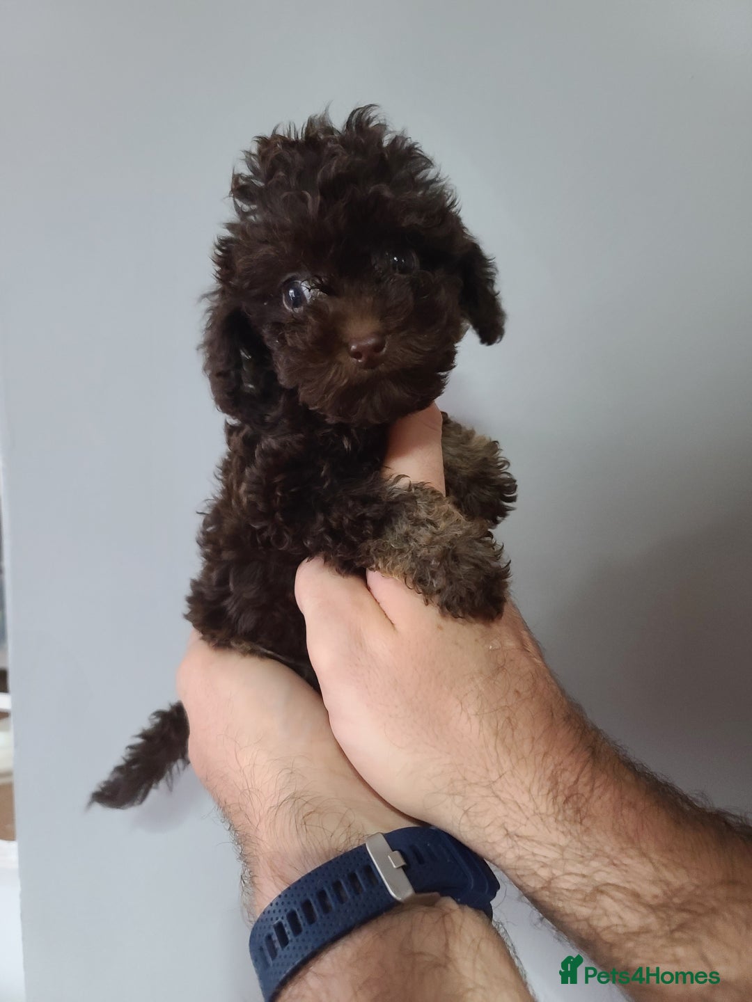 Cavapoo dogs for sale: *VIDEOS* F1b Cavapoos. Chocolate & Tan. DNA tested - Image 17