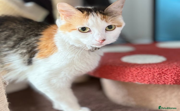 Domestic Shorthair cats - Advert 16