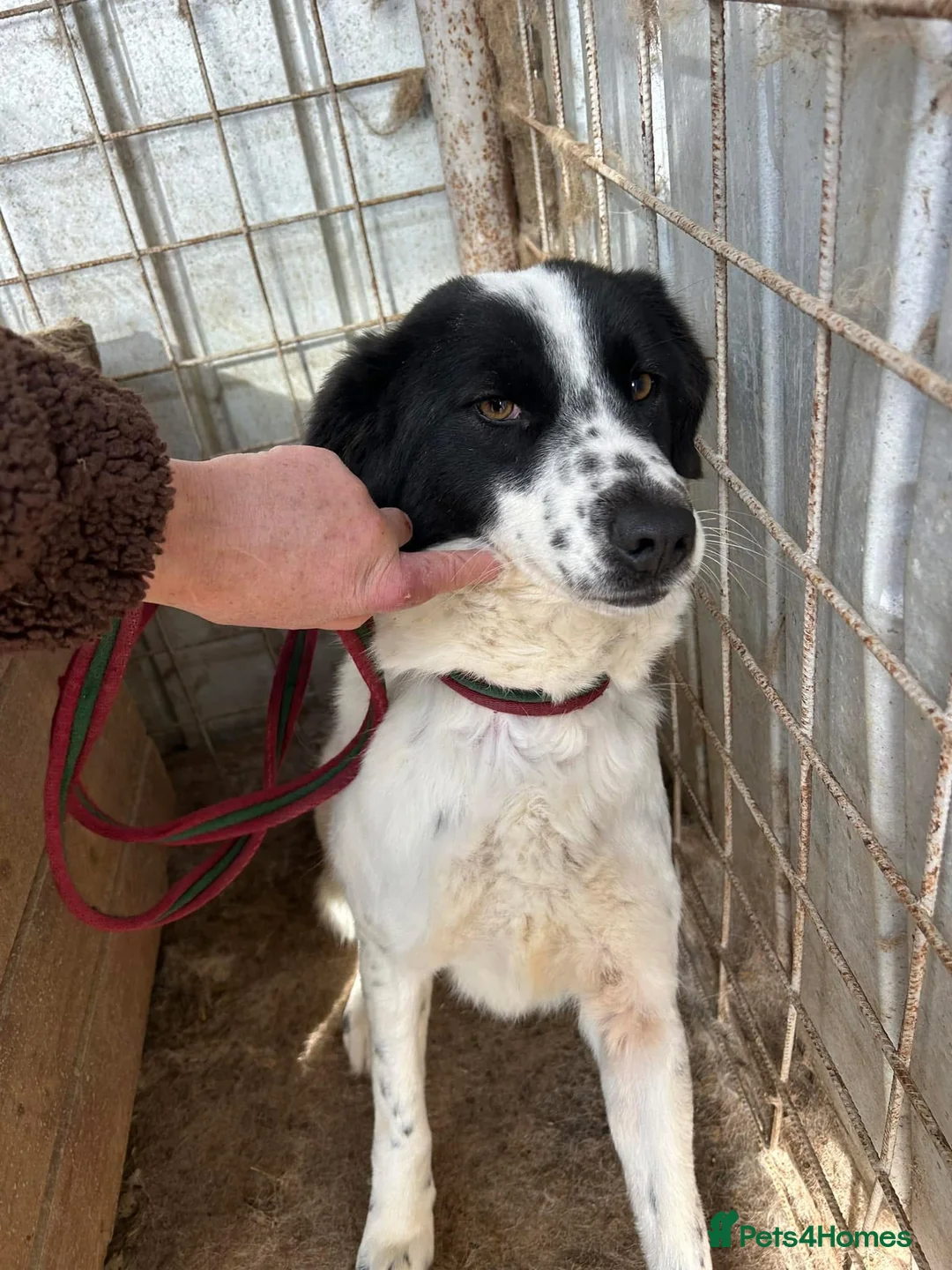 Mixed Breed dogs for adoption: Magpie - Norwich Norfolk  in Norwich - Advert 20