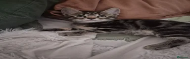  Tabby boy 2