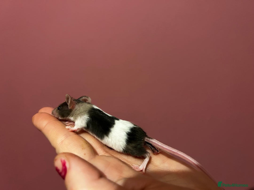 Mouse rodents for sale: Different colours pretty young mice - Advert 4