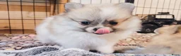 Pomeranian dogs for sale: 1 girl left - KC registered pomeranian puppies - Advert 24