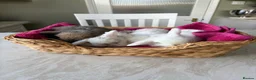 Mini Lop rabbits for sale: Pure Bred Mini Lops  - Advert 5