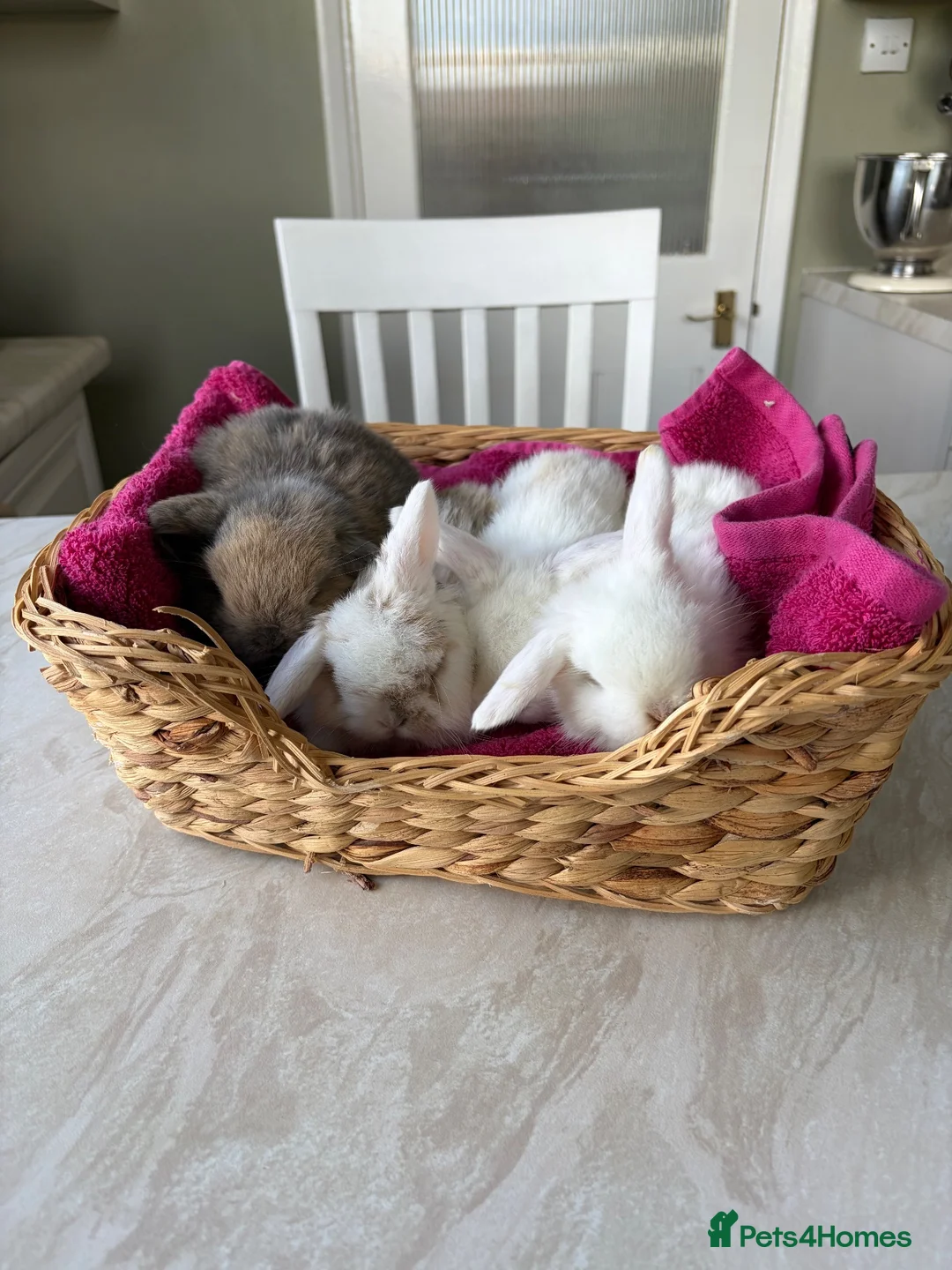 Mini Lop rabbits for sale: Pure Bred Mini Lops  - Advert 5