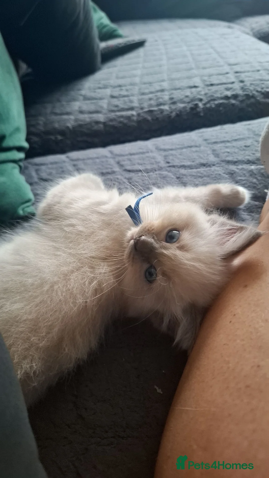 Ragdoll cats for sale: Ragdoll - Advert 16