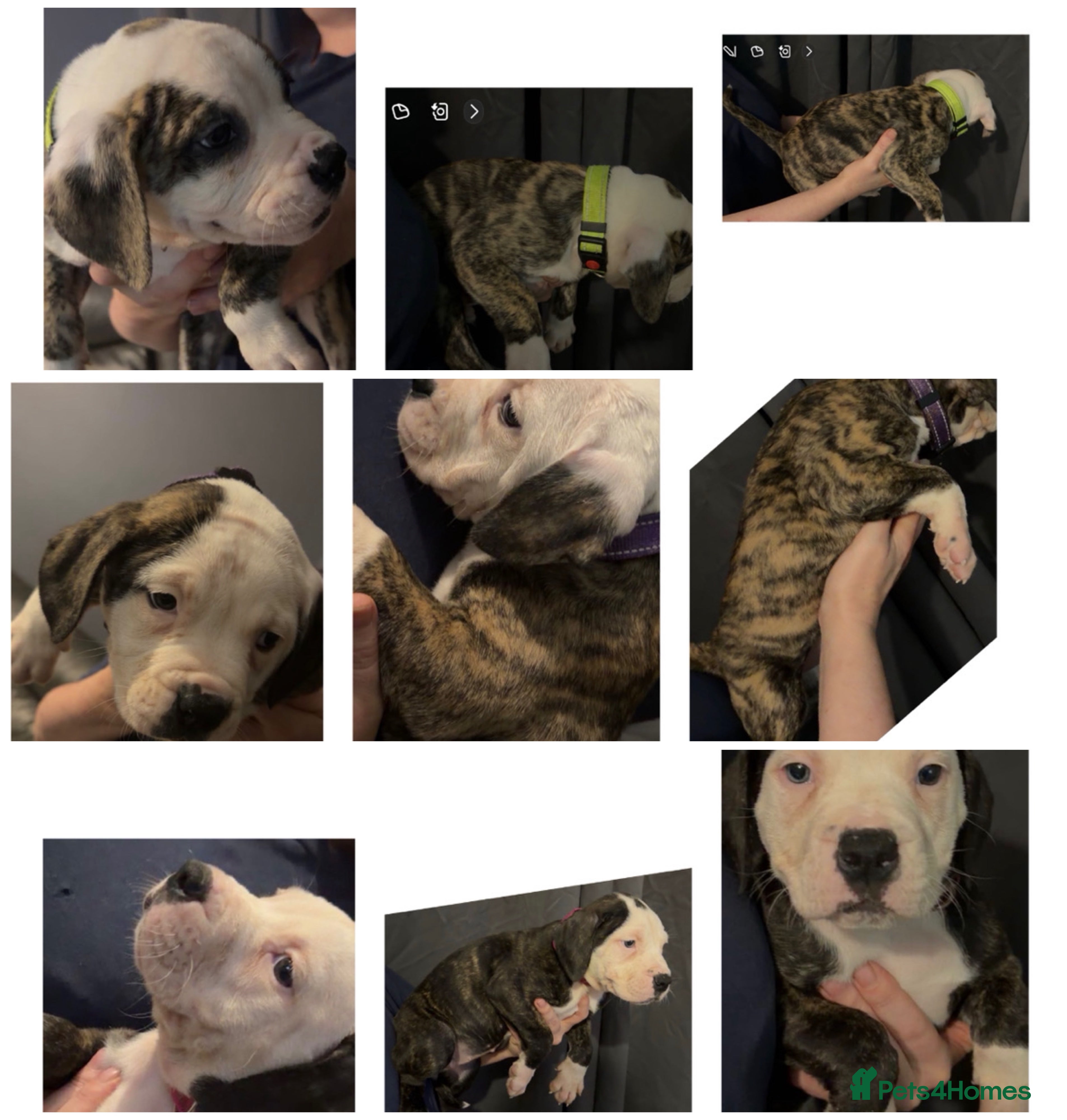 American Bulldog dogs American bulldog puppies  - Advert 13