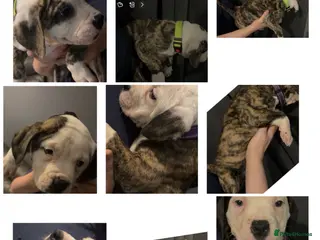 American Bulldog dogs American bulldog puppies - Advert 13