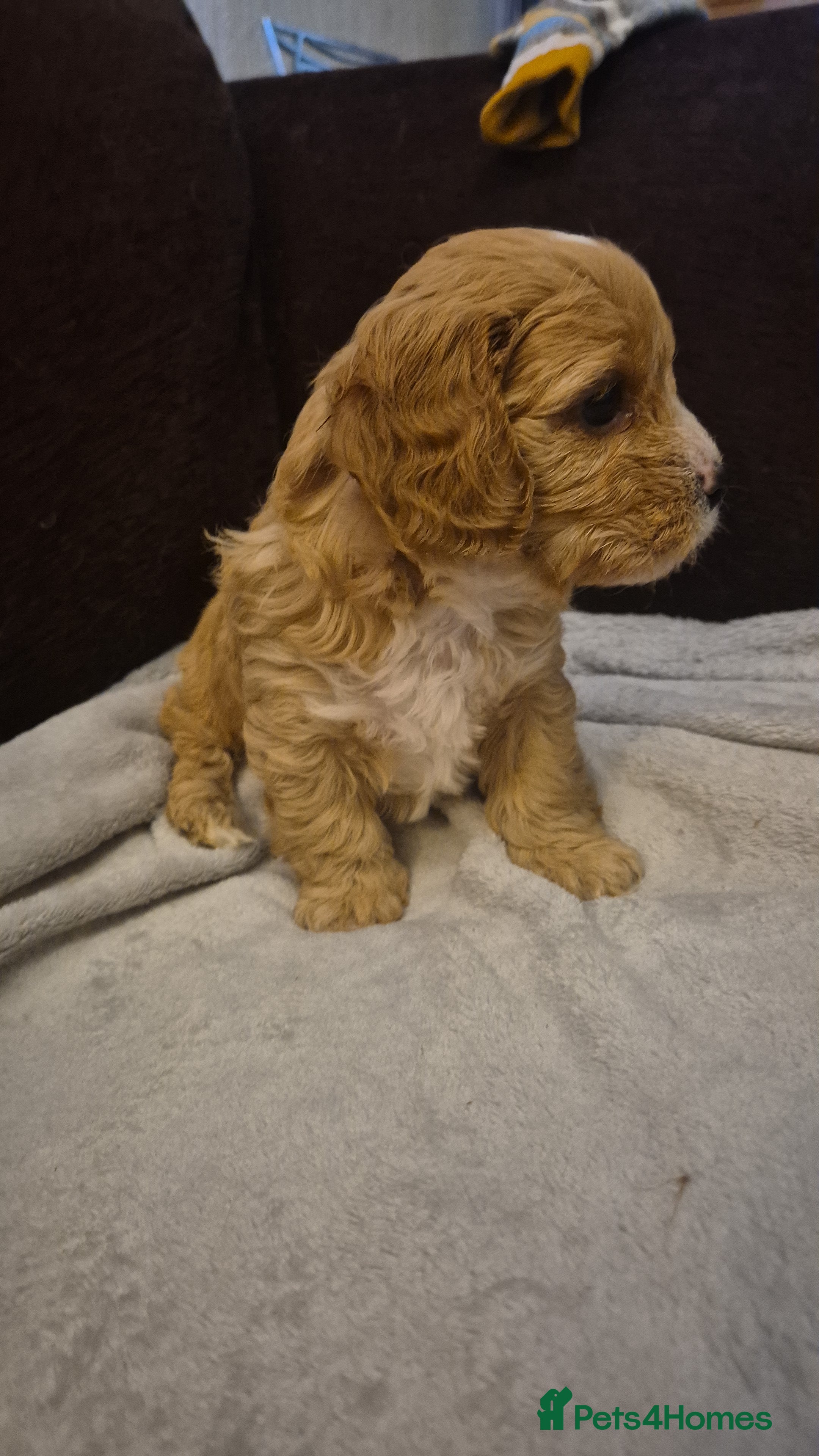 Cavapoo dogs Stunning Toy Cavapoo pups DNA Health tested CLEAR - Advert 1