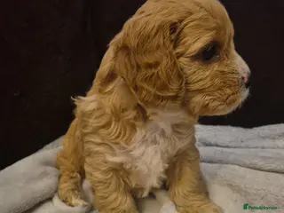 Cavapoo dogs Stunning Toy Cavapoo pups DNA Health tested CLEAR - Advert 1