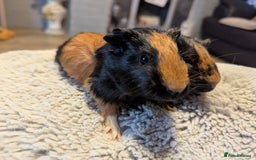 Guinea Pig rodents for sale: 6 gorgeous baby guinea pigs - Image 9