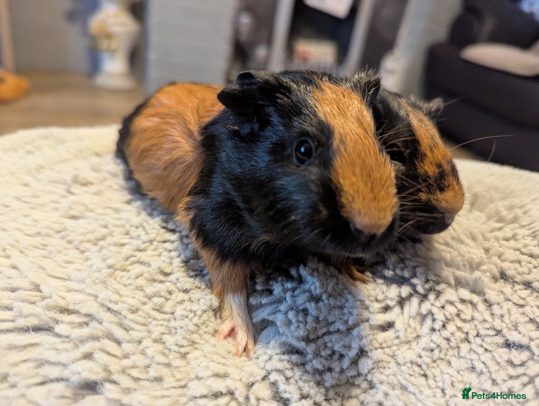Guinea Pig rodents for sale: 6 gorgeous baby guinea pigs - Image 9