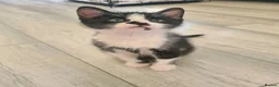 Mixed Breed cats for sale: 4 adorable kittens  - Advert 15