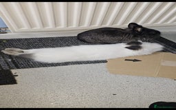 Netherland Dwarf rabbits for sale: 2x female rabbits - Image 3