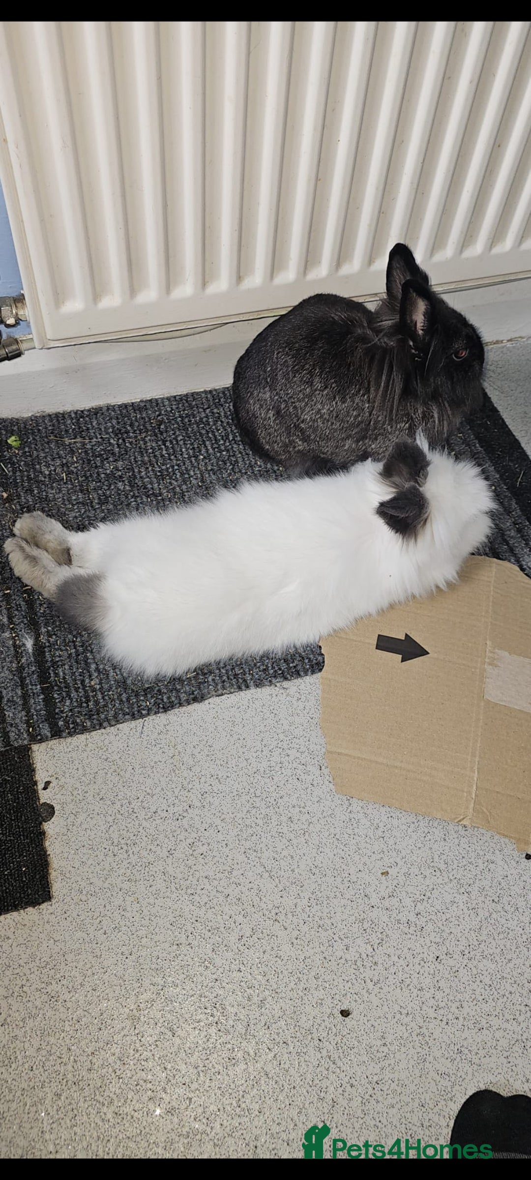 Netherland Dwarf rabbits for sale: 2x female rabbits - Image 3