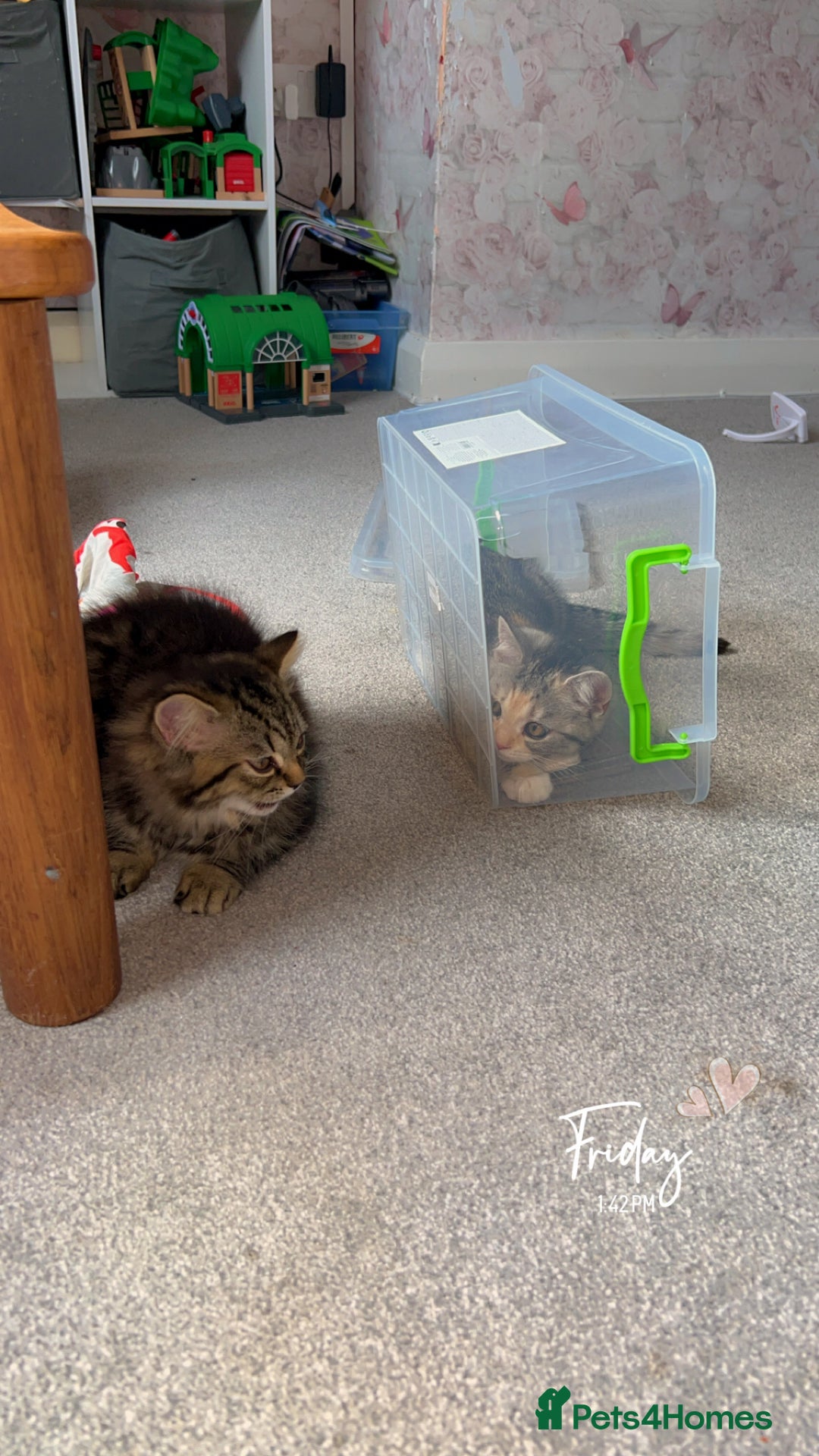 Persian cats for sale: 2 loving Persian Kittens for sale  - Image 17