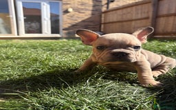 French Bulldog dogs for sale: French Bulldog Puppies -REDUCED!! in Stevenage - Image 15