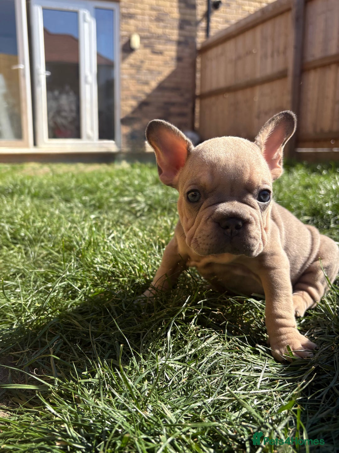 French Bulldog dogs for sale: French Bulldog Puppies -REDUCED!! in Stevenage - Image 15
