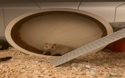 Hamster rodents for sale: Fluffy - Image 1