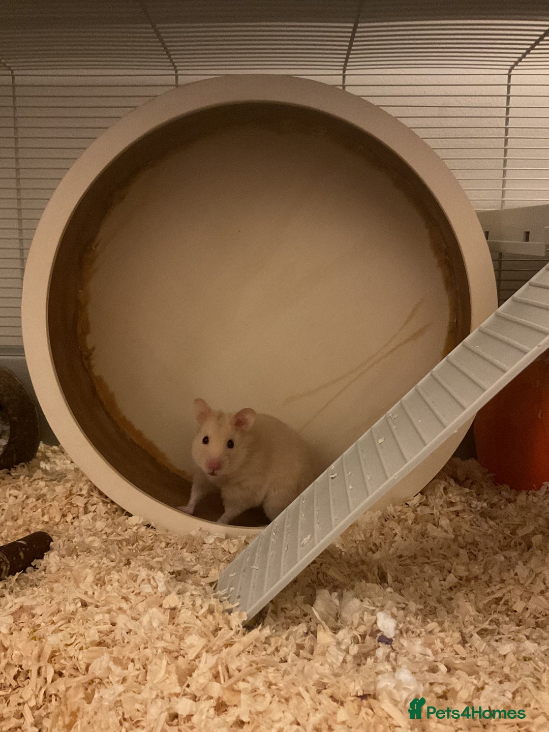 Hamster rodents for sale: Fluffy - Image 1