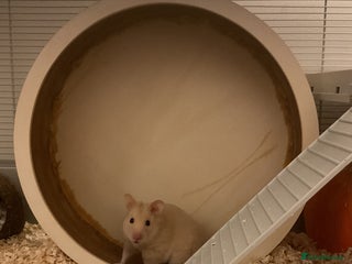 Hamster rodents for sale - Advert 1