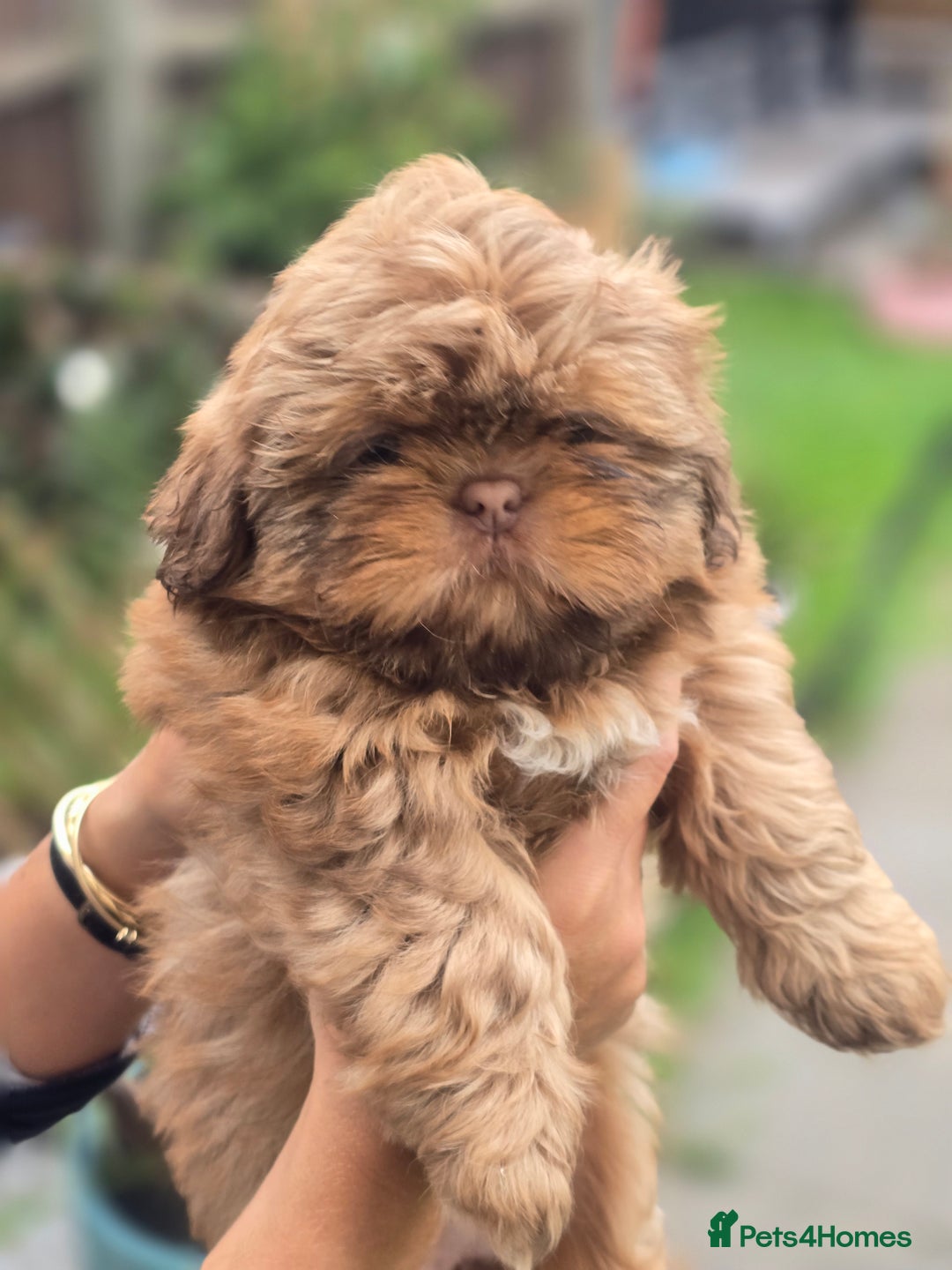 Shih Tzu dogs for sale: Shih Tzu Imperial (Karashishi) - Image 18