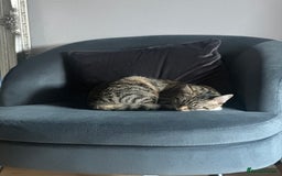 Mixed Breed cats for sale: Tabby Ragdoll for sale - Advert 4