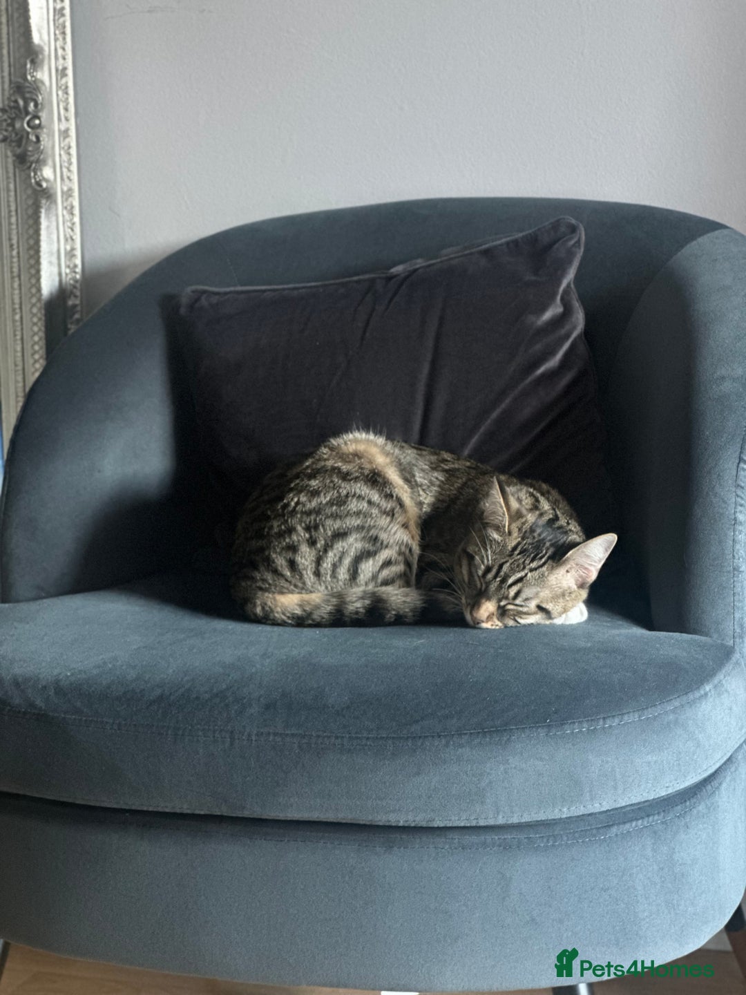 Mixed Breed cats for sale: Tabby Ragdoll for sale - Advert 4