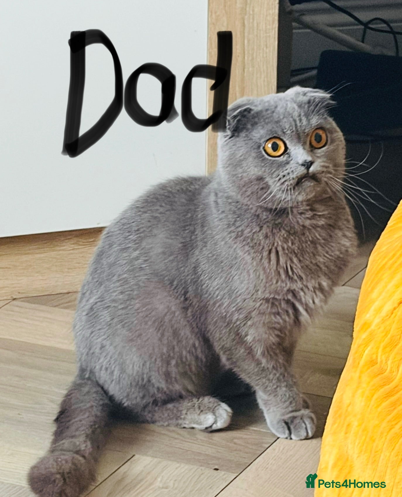 Scottish Fold cats Half Scottish fold kittens  - Advert 16