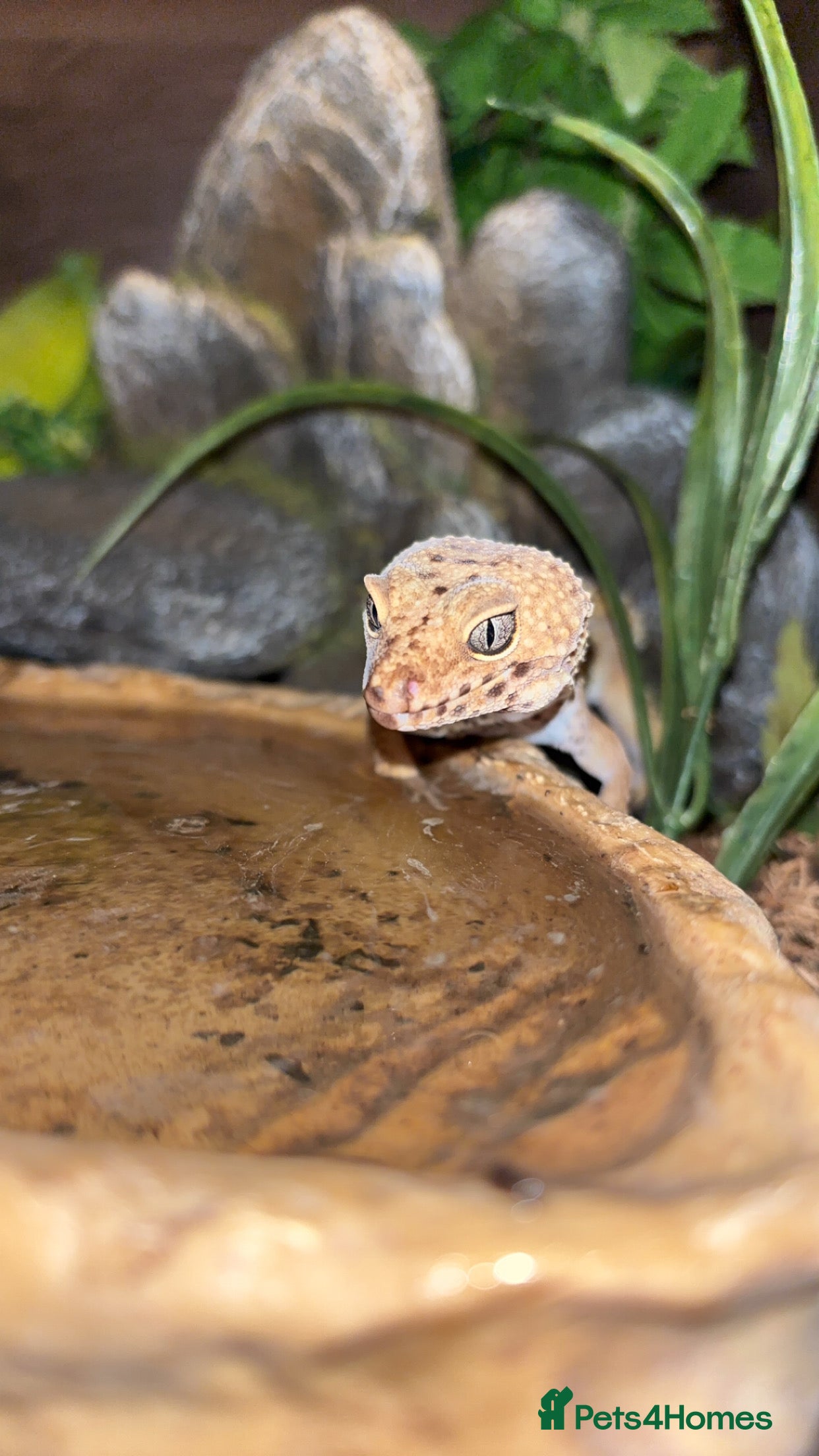 Leopard Gecko reptiles female leopard gecko  - Advert 10