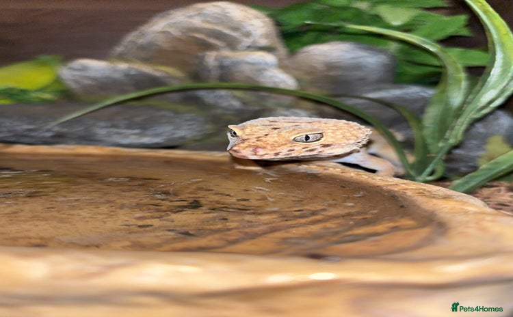 Leopard Gecko reptiles - Advert 4