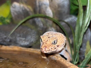 Leopard Gecko reptiles female leopard gecko - Advert 2