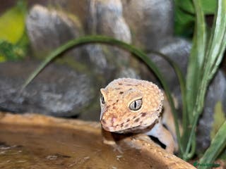 Leopard Gecko reptiles female leopard gecko - Advert 9