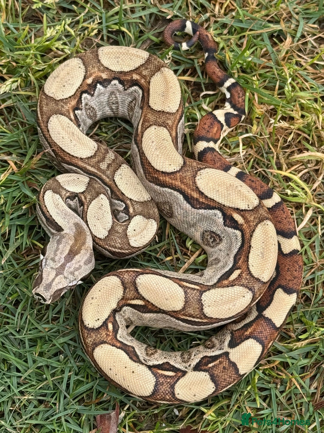 Boa Snake reptiles for sale: Baby Boa Morphs FOR SALE - Image 3