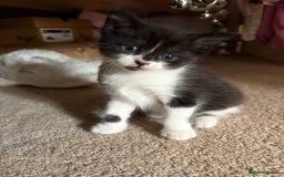 Mixed Breed cats for sale: Three female kittens  - Image 6