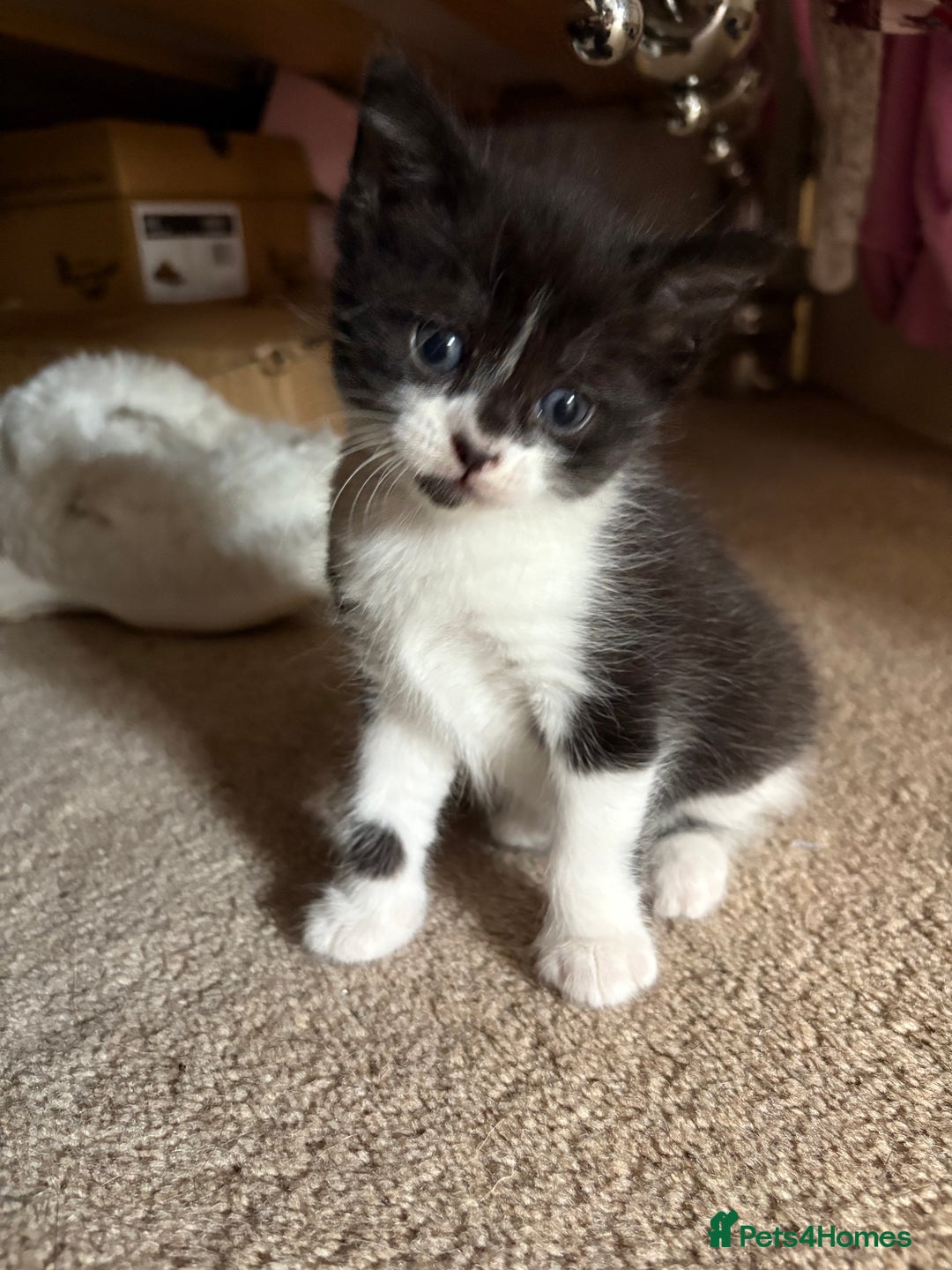 Mixed Breed cats for sale: Three female kittens  - Image 6