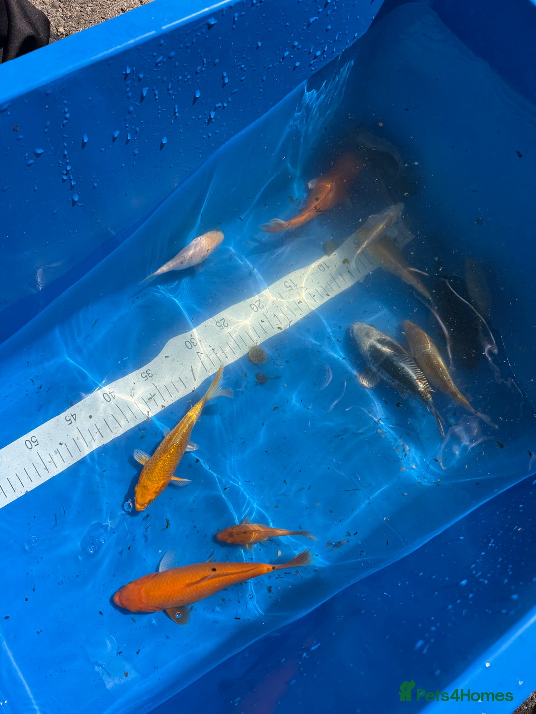 Koi Carp fish for sale: Various koi carp - Image 12