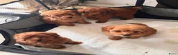 Cavapoo dogs for sale: 🩵🫧 4 Cavapoo Puppies 🫧🩵 - Advert 28
