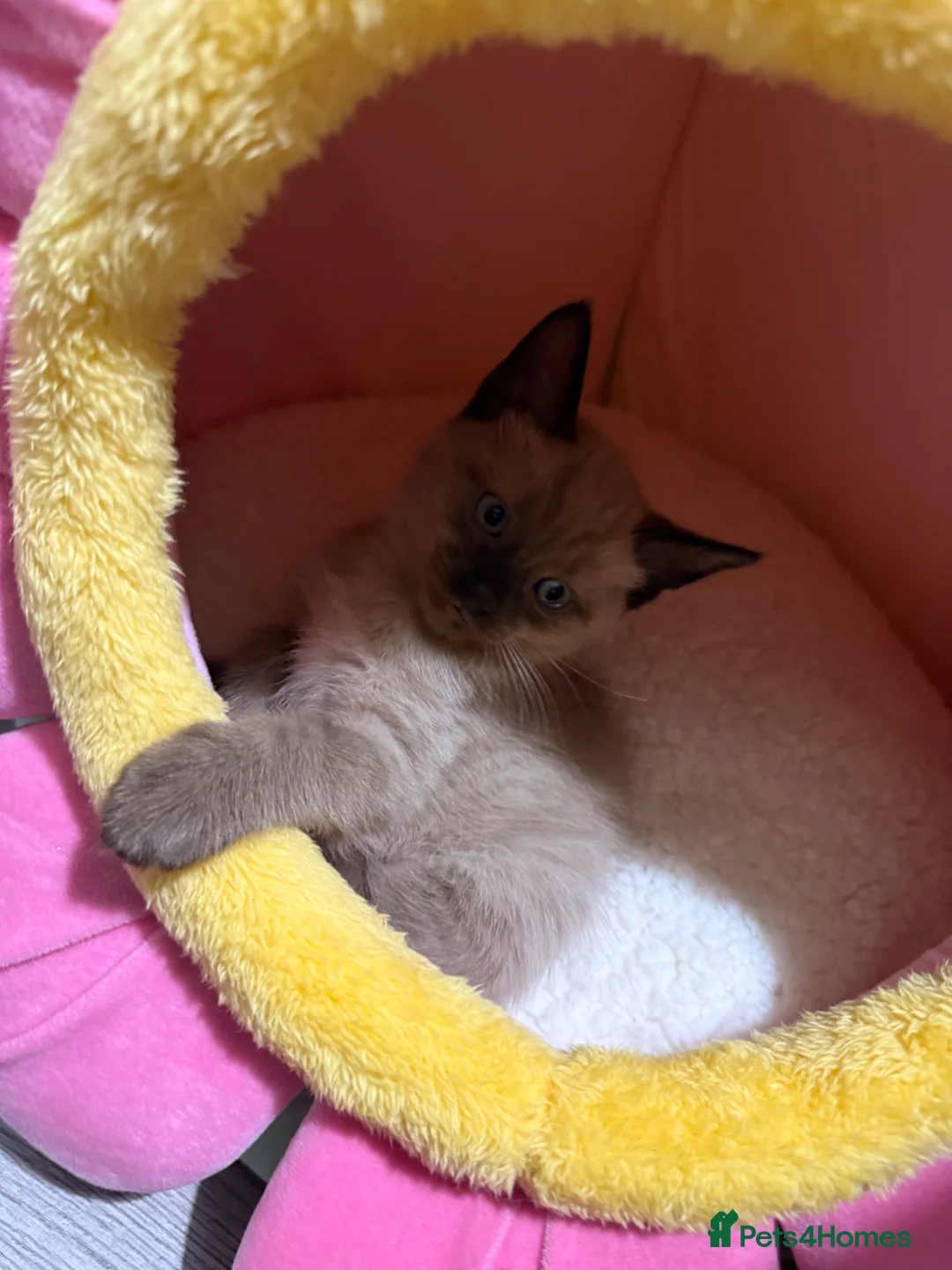 Mixed Breed cats for sale: Beautiful boy kitten in Alton - Advert 2